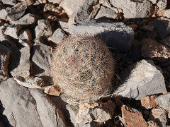 Escobaria chlorantha