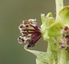 Polylepis