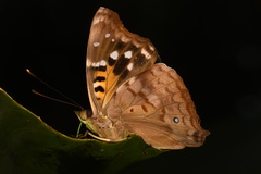 Doxocopa agathina