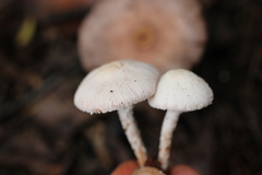 Hymenagaricus