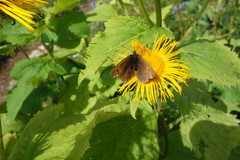 Erebia epiphron