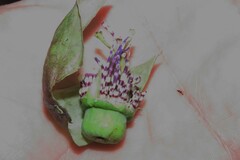 Passiflora platyloba