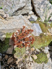 Sedum tenellum