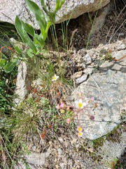Saxifraga