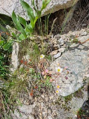 Saxifraga