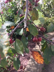 Malus floribunda
