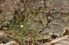 Acis ionica