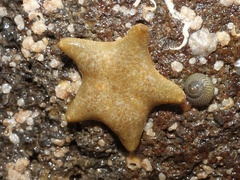 Asterina gibbosa