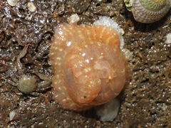 Anthopleura ballii