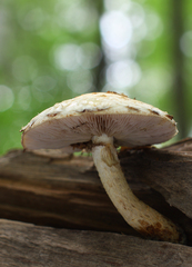 Pholiota heteroclita