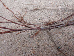 Polygonella articulata