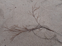 Polygonella articulata