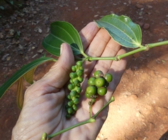 Piper dravidii