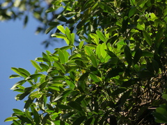 Piper dravidii