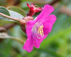 Andesanthus lepidotus