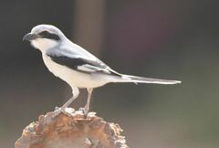 Lanius excubitor