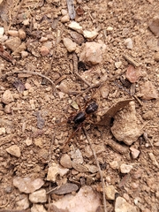 Falconina gracilis