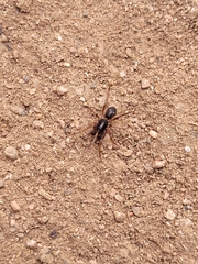 Falconina gracilis