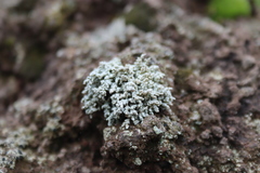 Stereocaulon vesuvianum