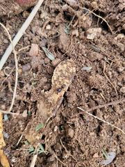 Falconina gracilis