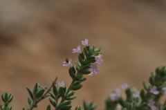 Micromeria browiczii