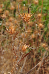 Ptilostemon stellatus