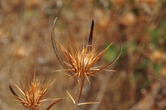 Ptilostemon stellatus