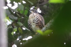 Dryotriorchis spectabilis