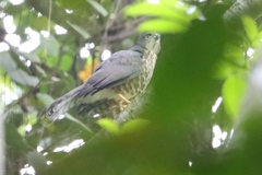 Dryotriorchis spectabilis