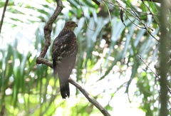 Accipiter melanoleucus
