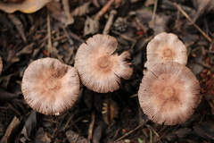 Hymenagaricus