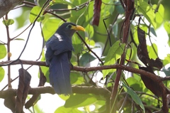 Ceuthmochares aereus