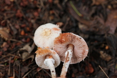 Hymenagaricus