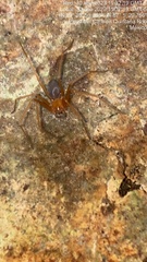 Loxosceles yucatana