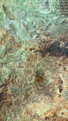 Loxosceles yucatana