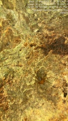Loxosceles yucatana