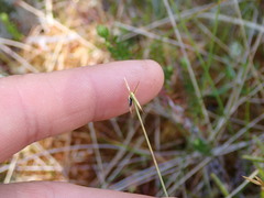 Carex pauciflora