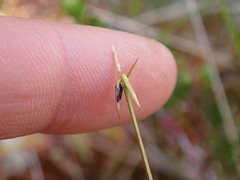 Carex pauciflora