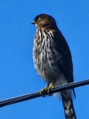 Accipiter cooperii