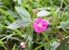 Andesanthus lepidotus