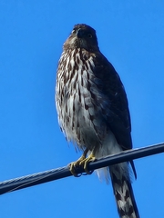 Accipiter cooperii