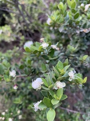 Luma
