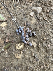 Forestiera pubescens