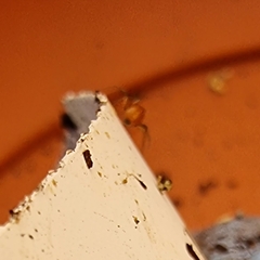 Ostearius melanopygius