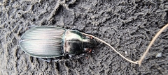 Poecilus cupreus