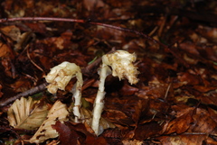 Monotropa hypopitys hypopitys