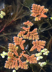 Azolla pinnata