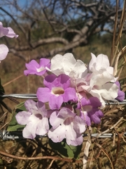Bignonieae