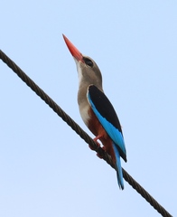 Halcyon leucocephala