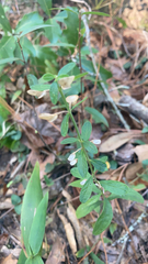 Scutellaria integrifolia